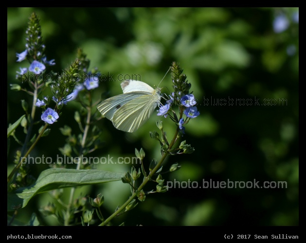 Sipping at the Purple Flowers - Corvallis MT