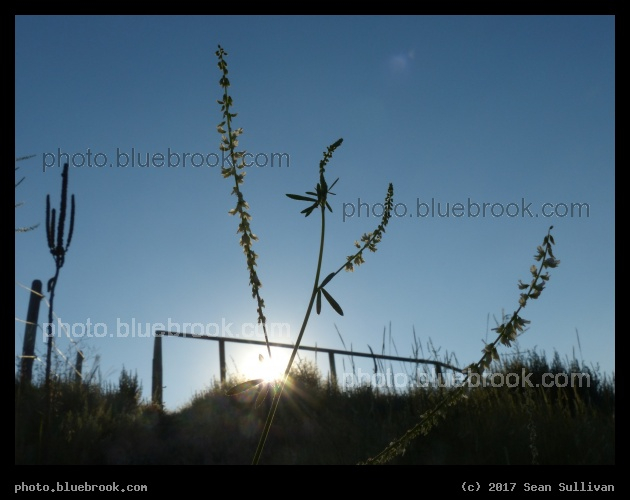 Flower Spikes - Corvallis MT