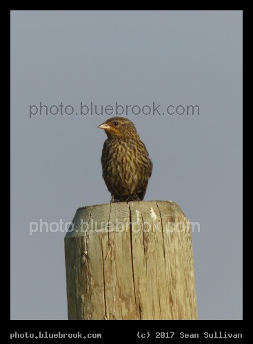 Little Bird on a Post - Corvallis MT
