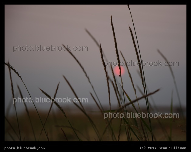Grasses on an August Evening - Corvallis MT