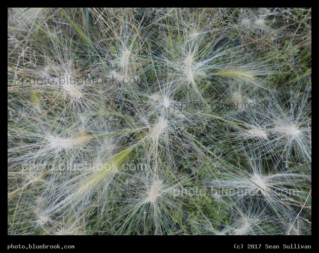 Fluffy Seedheads - Corvallis MT