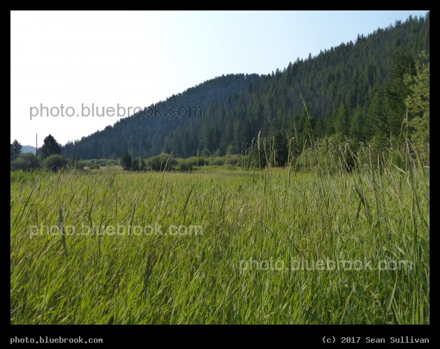 Covered in Plants - Near Wise River, MT