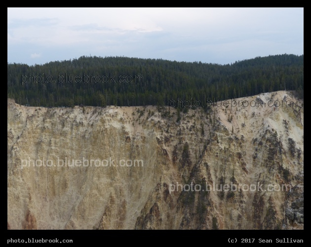 Forest at Canyons Edge - Grand Canyon of the Yellowstone, Yellowstone National Park