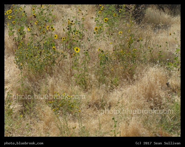 Twin Falls Flowerpatch - Near the Salmon River, Twin Falls ID