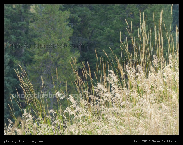 Plants on a Hillside - Yellowstone National Park