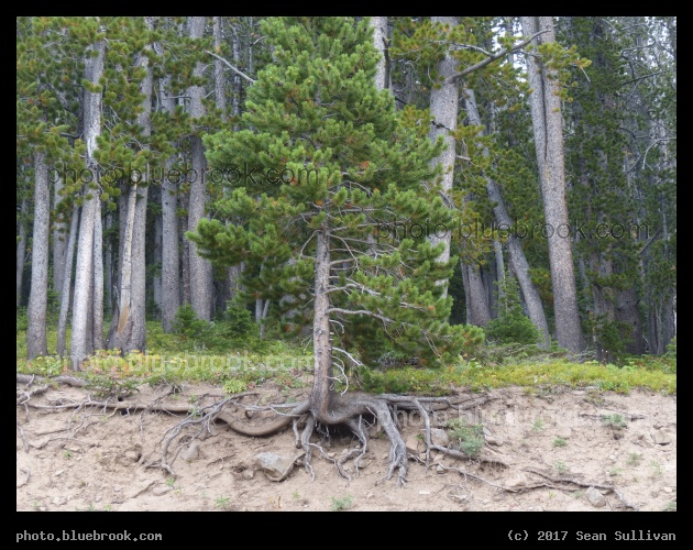 Root Structure - Yellowstone National Park