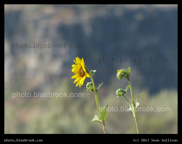 Twin Falls Flower - Near the Salmon River, Twin Falls ID