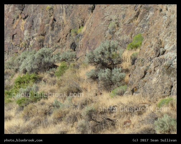 Vegetation near Jackpot - Salmon Falls Creek, Jackpot NV