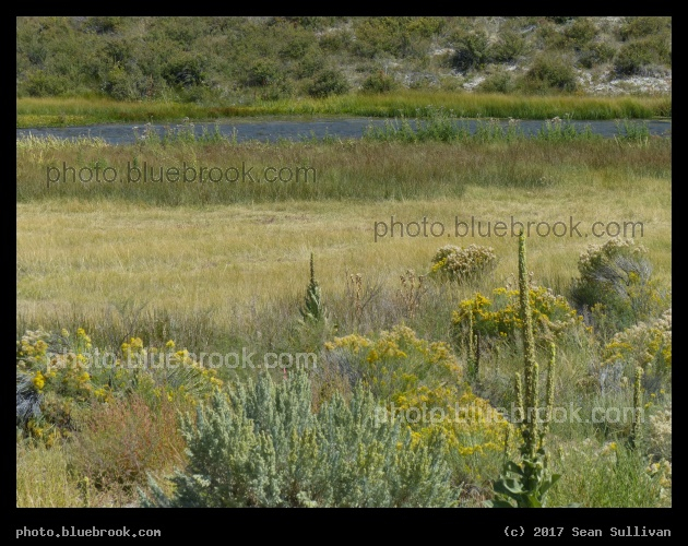 Plant Varieties at Birch Creek ID - Birch Creek, near Lone Pine ID