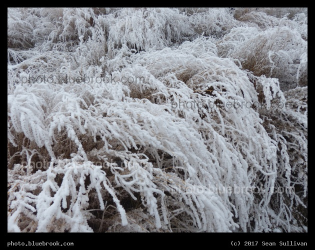 Frosted Plants I - Corvallis MT