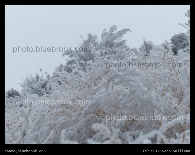 Frosted Plants III - Corvallis MT