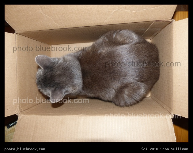 Boxed Cat - Corvallis MT