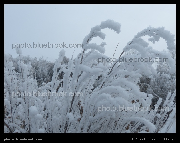 Plumed Frost - Corvallis MT
