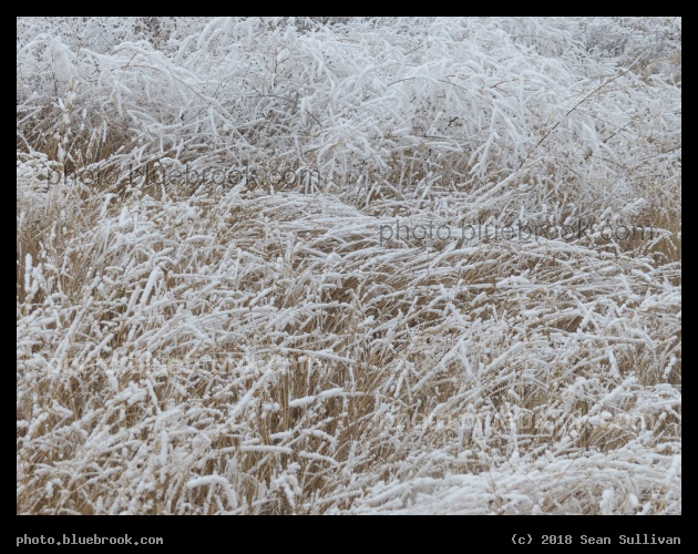Frosted Plants IV - Corvallis MT