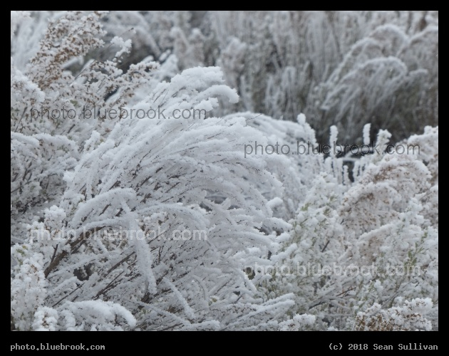 Frosted Plants V - Corvallis MT