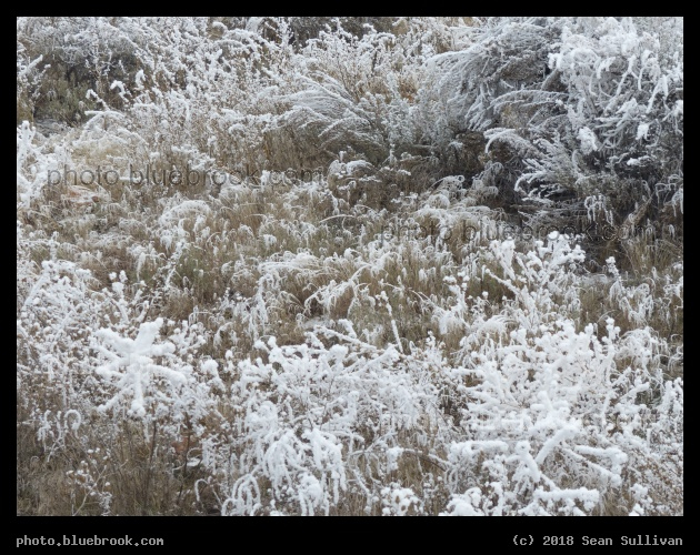 Frosted Plants VI - Corvallis MT