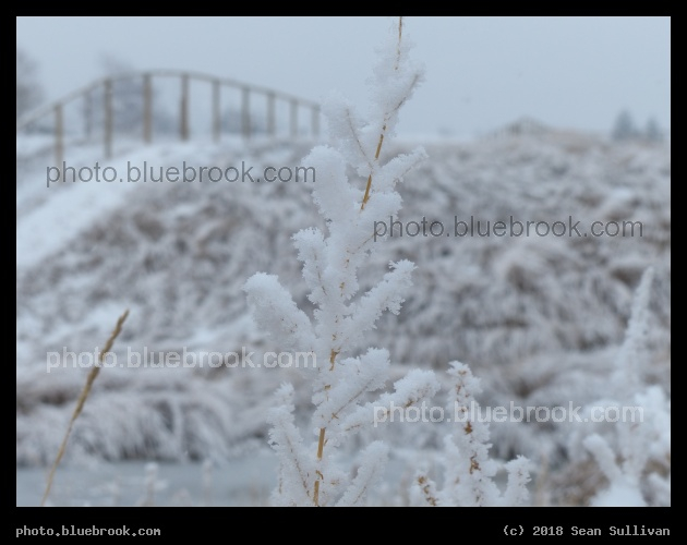 Frosted Plants VII - Corvallis MT