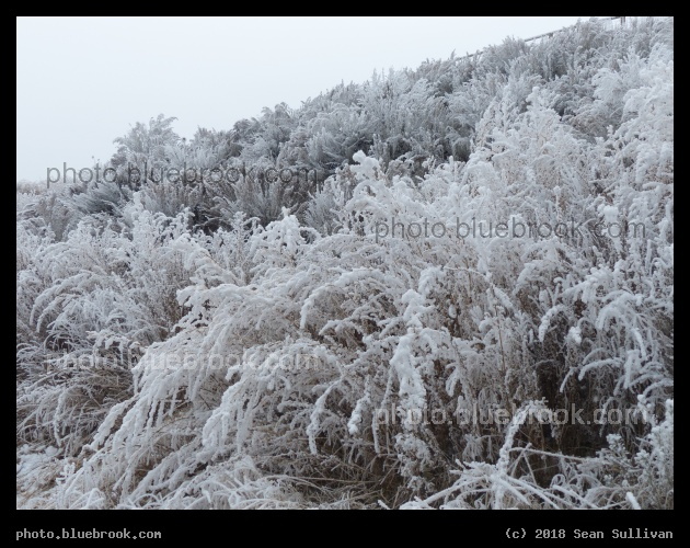 Frosted Plants VIII - Corvallis MT
