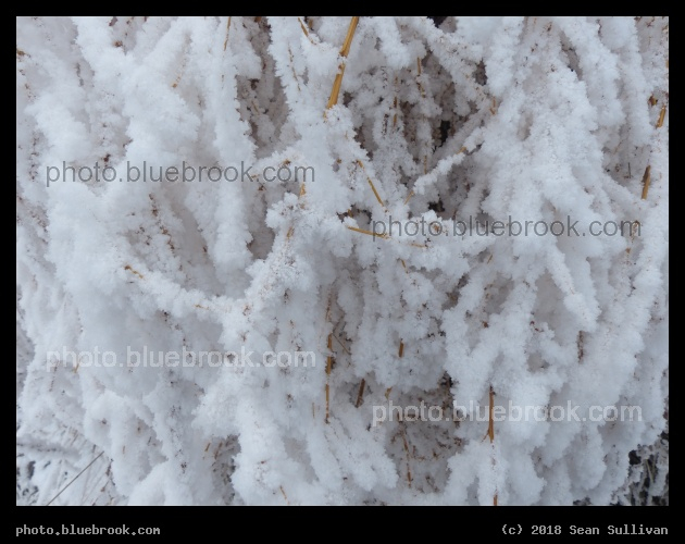 Frosted Plants IX - Corvallis MT