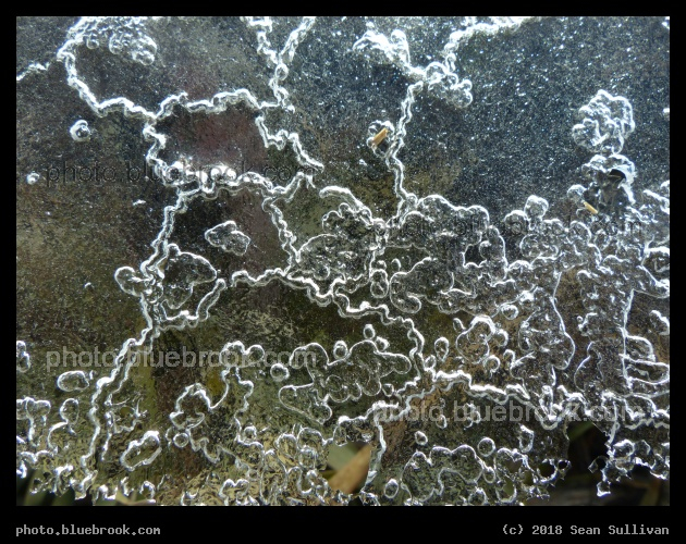 Plants behind Laced Ice - Corvallis MT