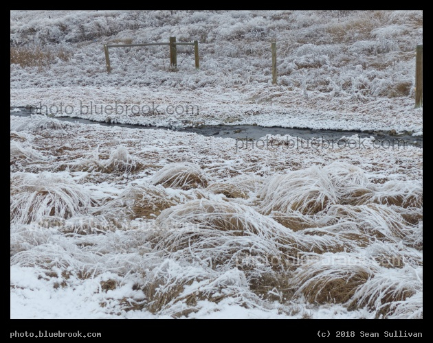 Frosted Plants X - Corvallis MT