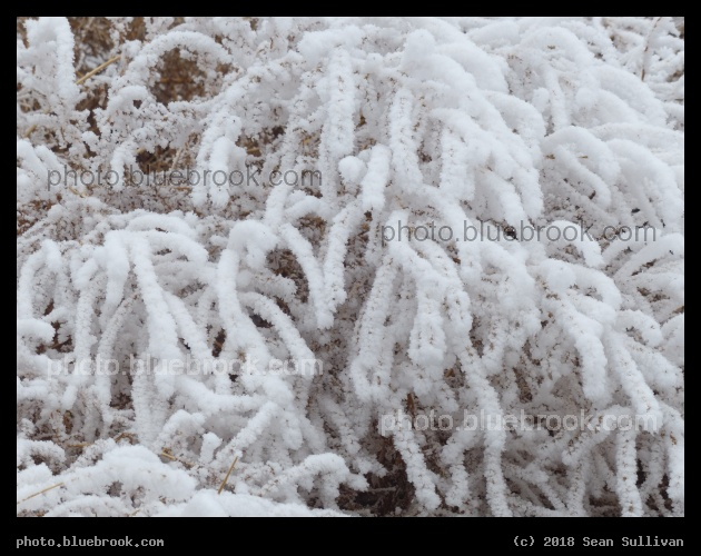Frosted Plants XI - Corvallis MT