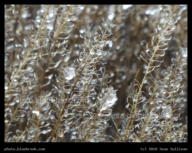 Soggy Plant Spires - Corvallis MT