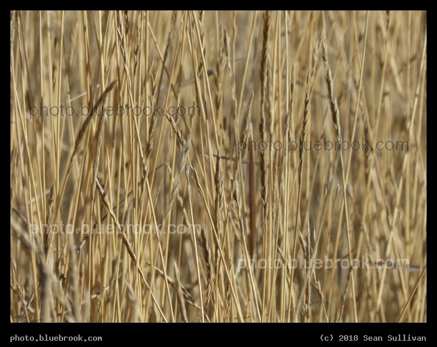 Grasses in January - Corvallis MT