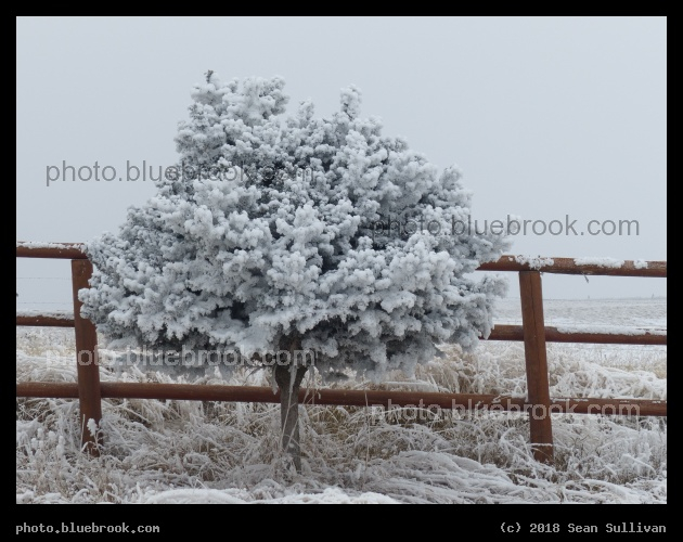 Small Tree in Winter - Corvallis MT