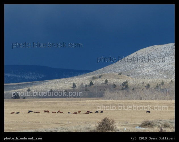 Cattle in January - Corvallis MT