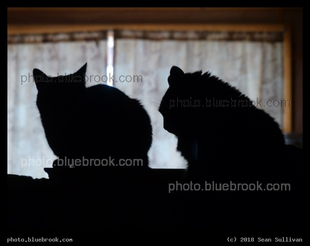 Impatiently Anticipating Breakfast - Corvallis MT