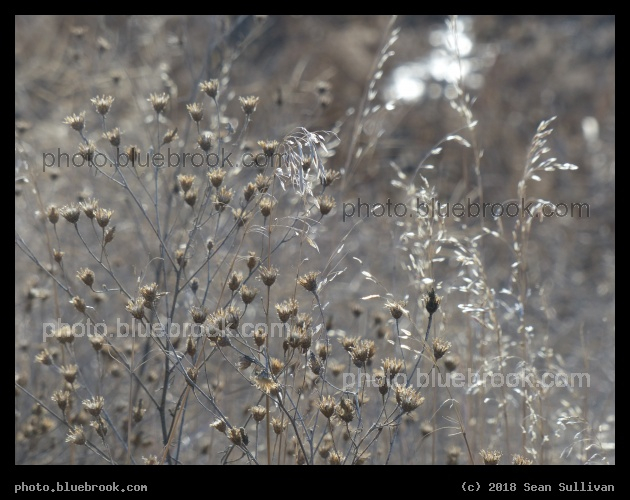 Plants in January - Corvallis MT