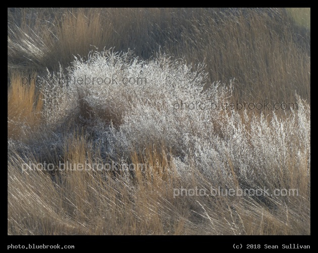Tumbleweed amid Wispy Plants - Corvallis MT