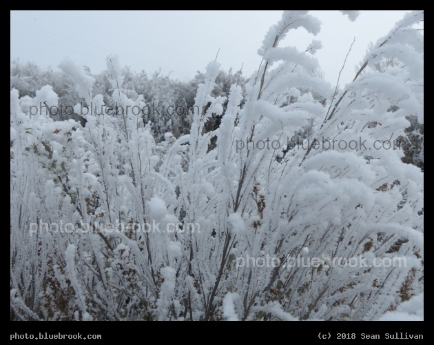 Frosted Plants XIII - Corvallis MT