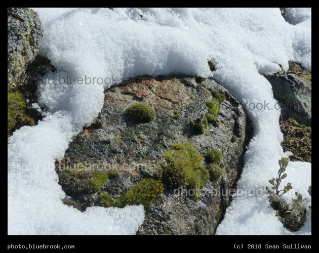 Happy Moss in Winter - Corvallis MT