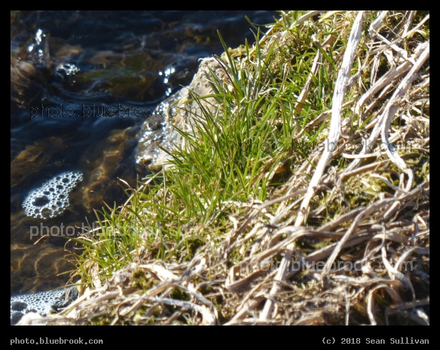 Early Signs of Spring - Corvallis MT