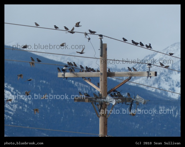 Starlings in an Electric Tree - Corvallis MT