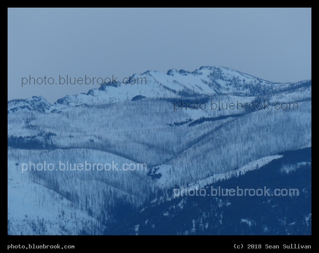Tree Trunks shading the Mountain - Corvallis MT