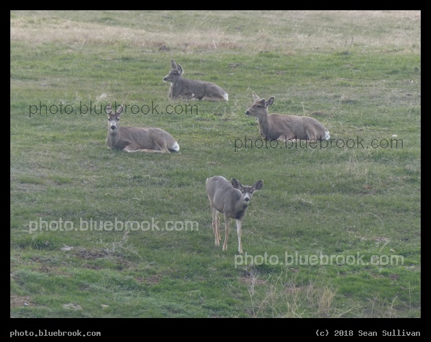 Deer Squared - Corvallis MT