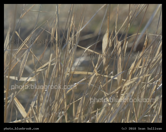 Dry Maze - Corvallis MT