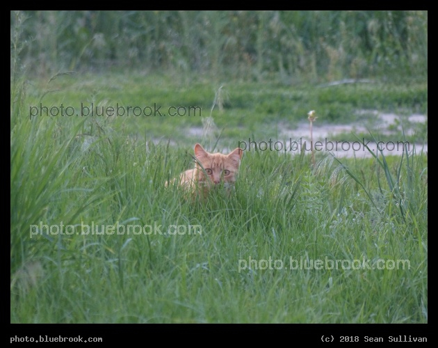 Little Tiger - Corvallis MT