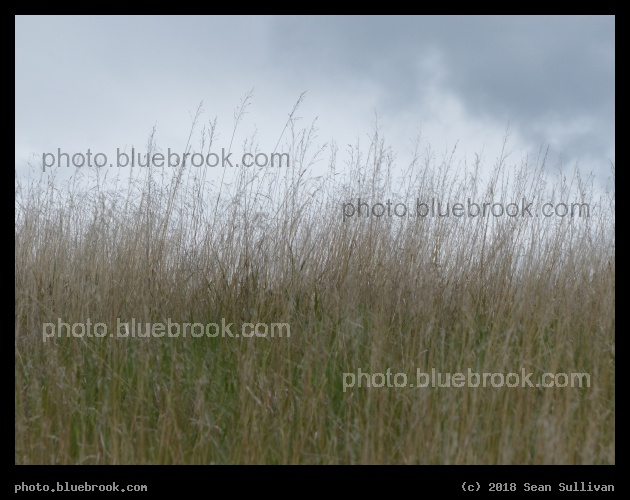 May Grasses - Corvallis MT