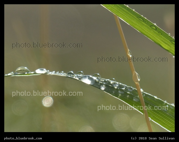 Sun Reflections after Showers - Corvallis MT