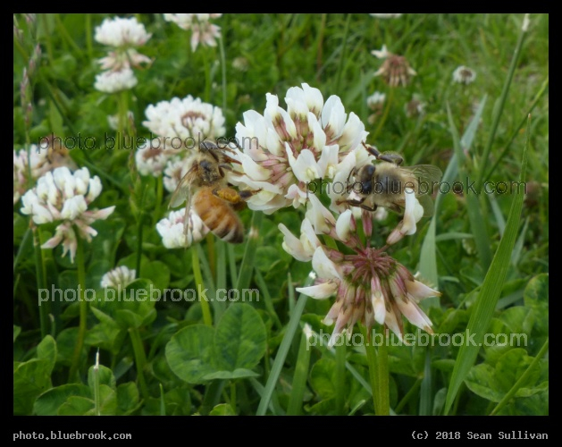 Two Bees - Ambrose Creek Community Park, Stevensville MT