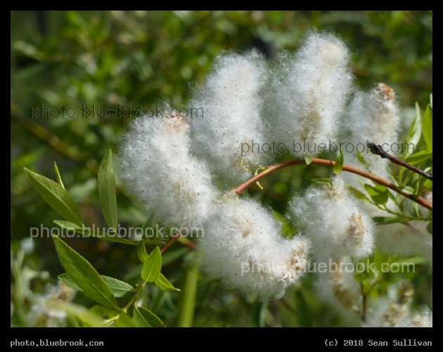 Fluffy Plants at Homestake Pass - Homestake Pass, MT