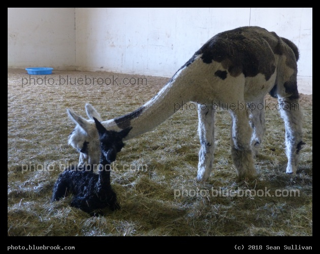 Xaras Birthday - Corvallis MT