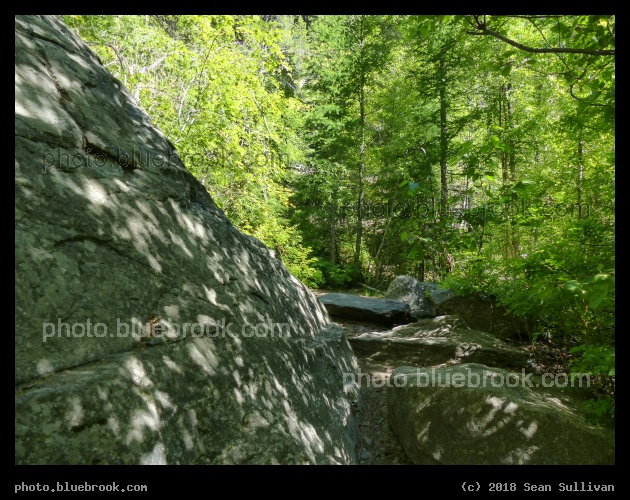 Morning on a Forest Path - Kootenai Creek Trail, Stevensville MT