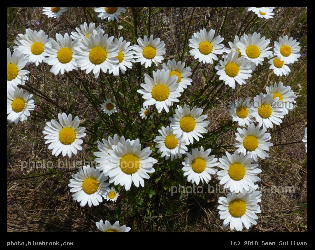 Cheerful Dasies - Stevensville MT
