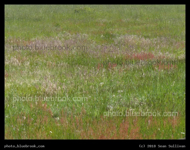 Splashes of Color - Stevensville MT