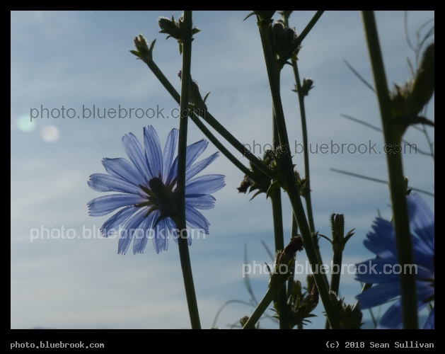 Chicory towards the Sun - Corvallis MT